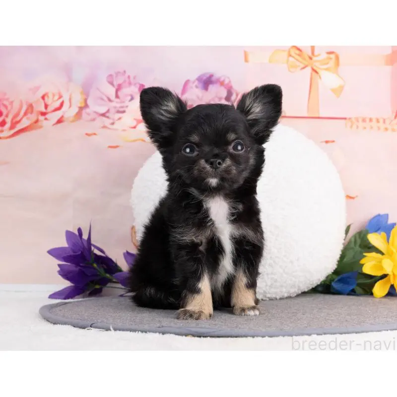 販売中の岐阜県のチワワ(ロングコート)-456008の7枚目