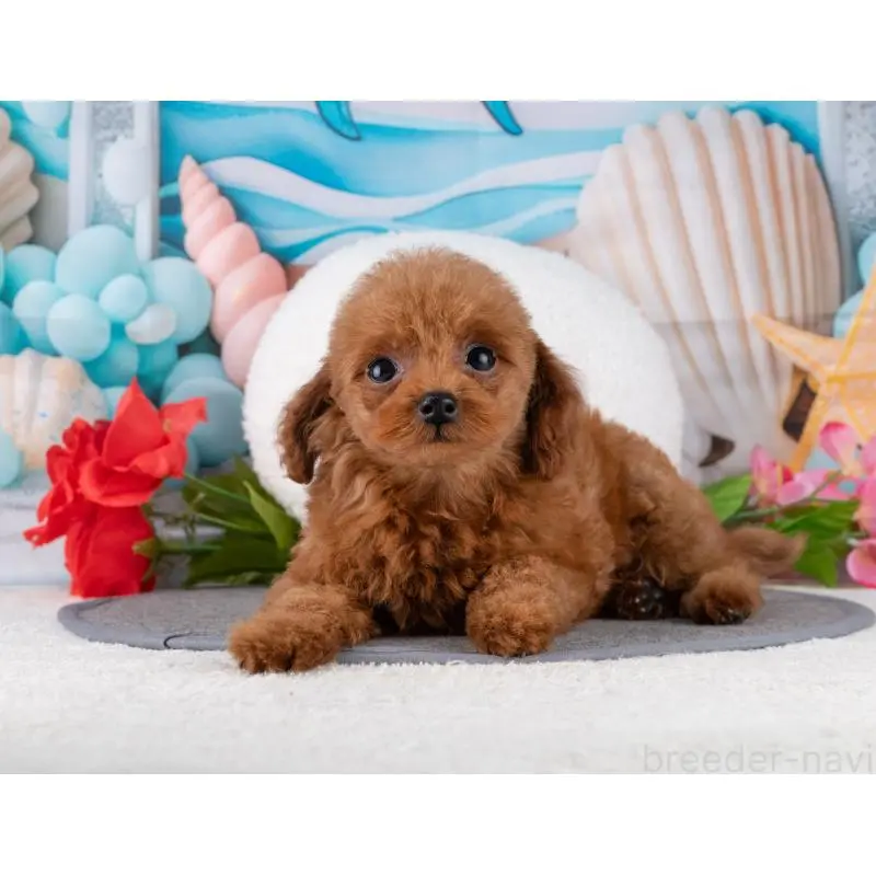 販売中の岐阜県のトイプードル-456006の4枚目