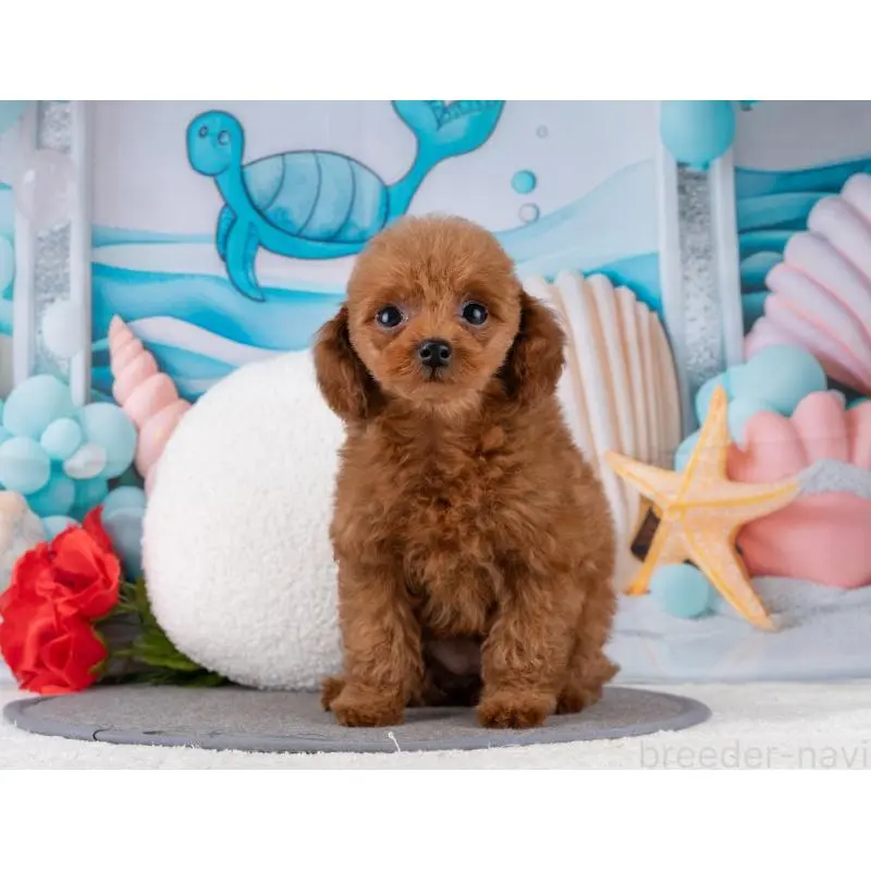 販売中の岐阜県のトイプードル-456006の3枚目