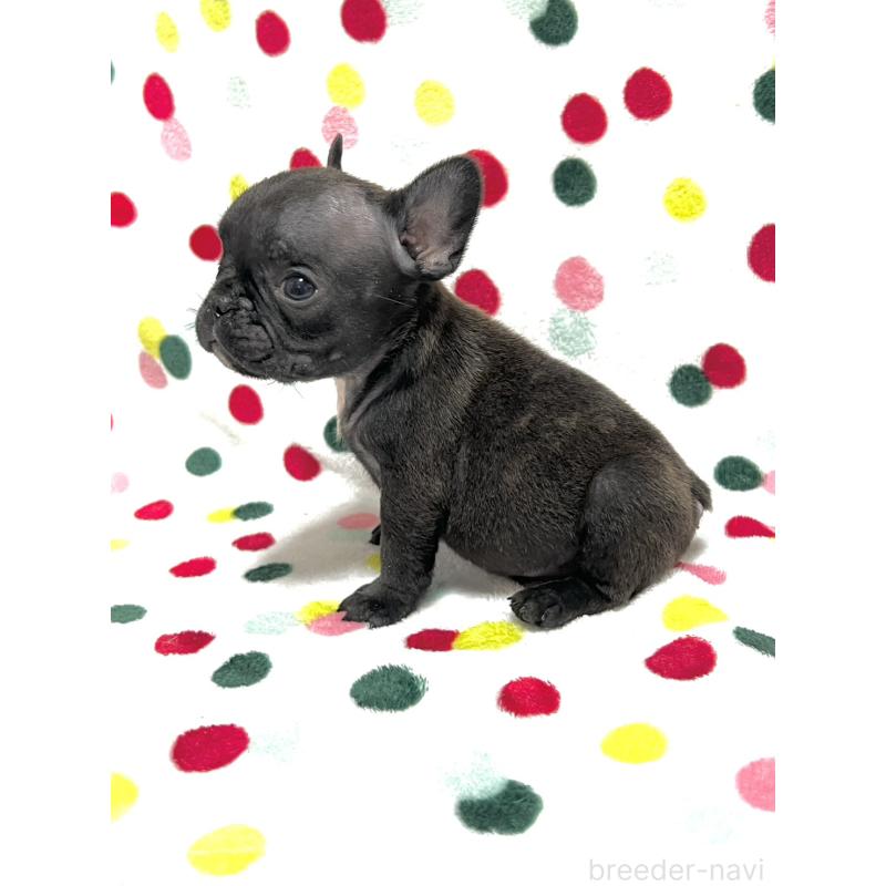 販売中の香川県のフレンチブルドッグ-456004の2枚目