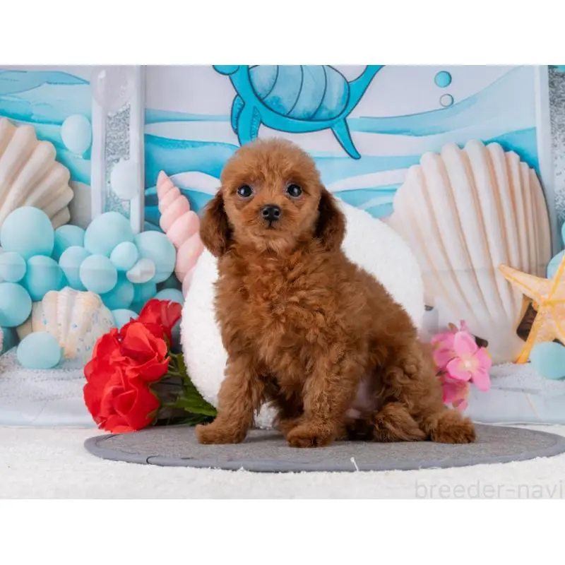 販売中の岐阜県のトイプードル-456006の2枚目