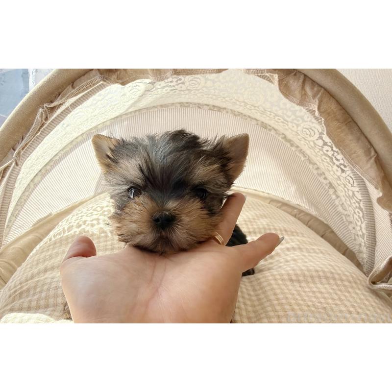 販売中の東京都のヨークシャーテリア-456005の2枚目