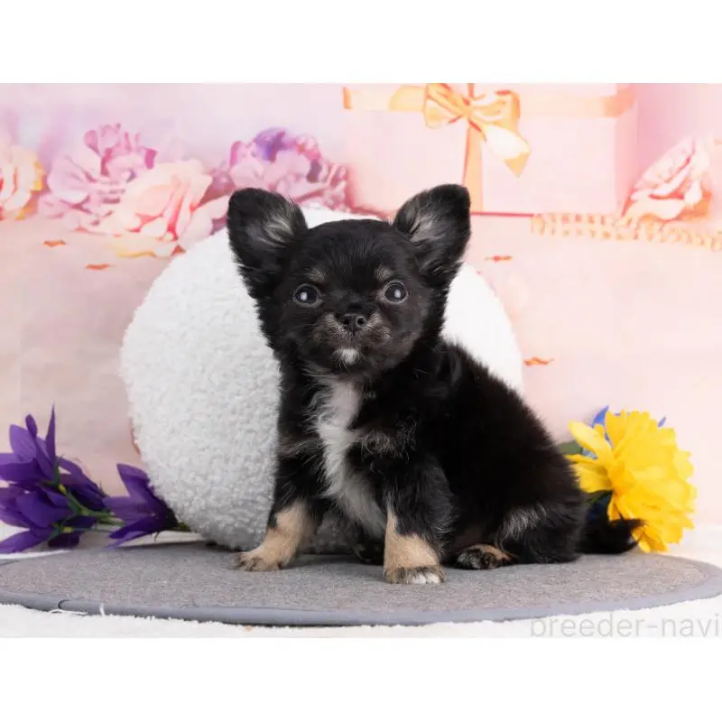 販売中の岐阜県のチワワ(ロングコート)-456008の4枚目