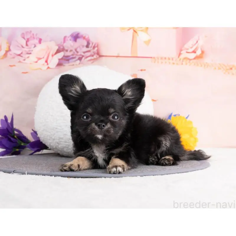 販売中の岐阜県のチワワ(ロングコート)-456008の3枚目