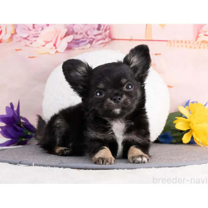 販売中の岐阜県のチワワ(ロングコート)-456008の2枚目