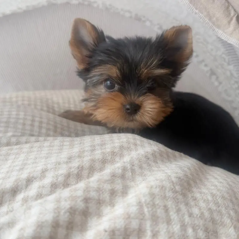 販売中の東京都のヨークシャーテリア-456007の4枚目