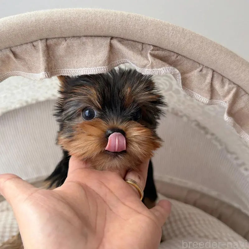 販売中の東京都のヨークシャーテリア-456007の3枚目