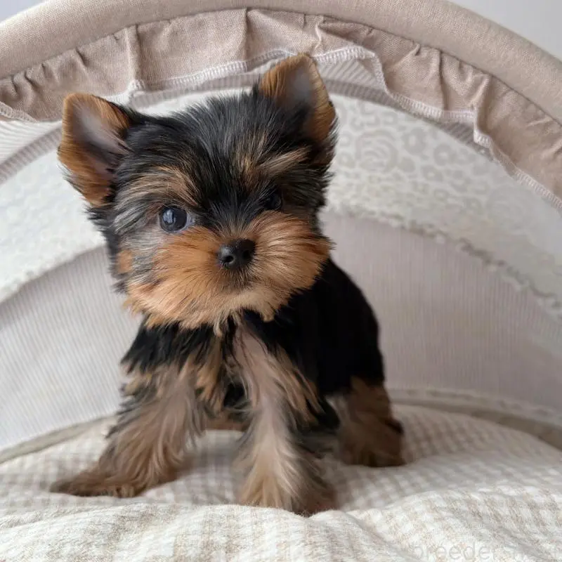 販売中の東京都のヨークシャーテリア-456007の2枚目