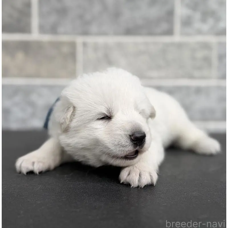 販売中の山梨県のホワイトシェパード-456010の5枚目