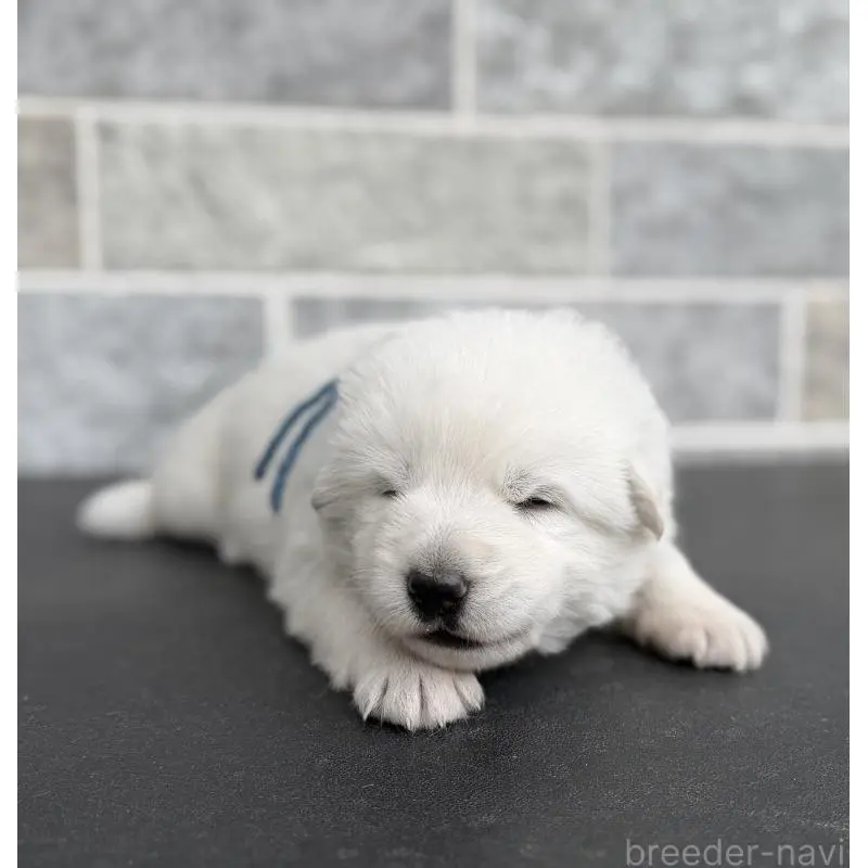 販売中の山梨県のホワイトシェパード-456010の4枚目