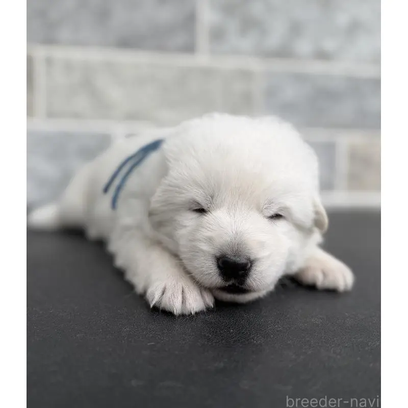 販売中の山梨県のホワイトシェパード-456010の3枚目