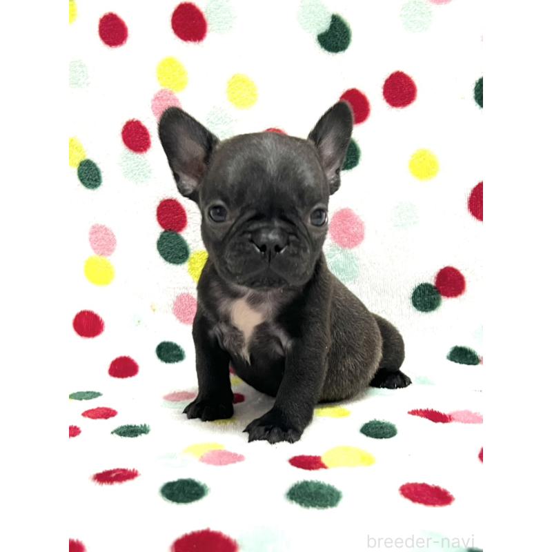 販売中の香川県のフレンチブルドッグ-456009の4枚目