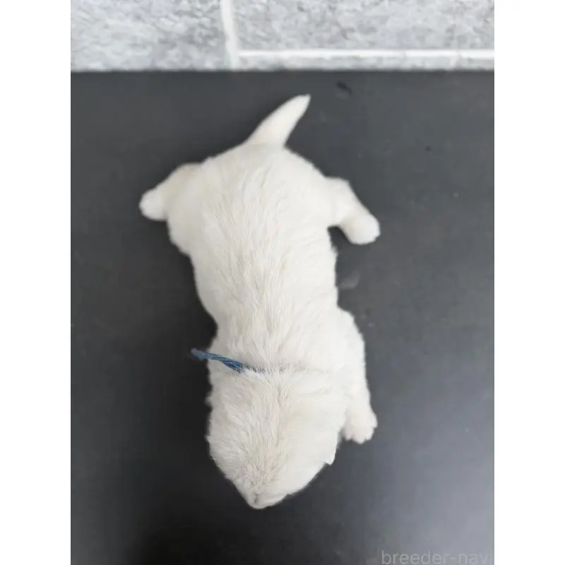 販売中の山梨県のホワイトシェパード-456010の2枚目