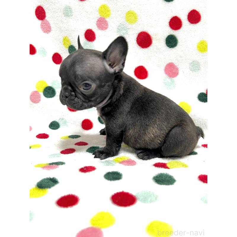販売中の香川県のフレンチブルドッグ-456009の3枚目