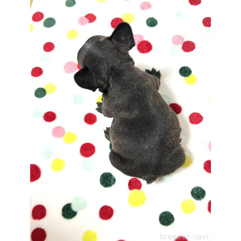 販売中の香川県のフレンチブルドッグ-456009の2枚目