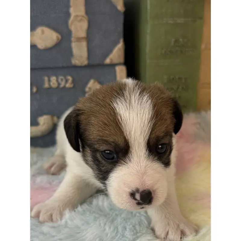 販売中の宮崎県のジャックラッセルテリア-456011の7枚目