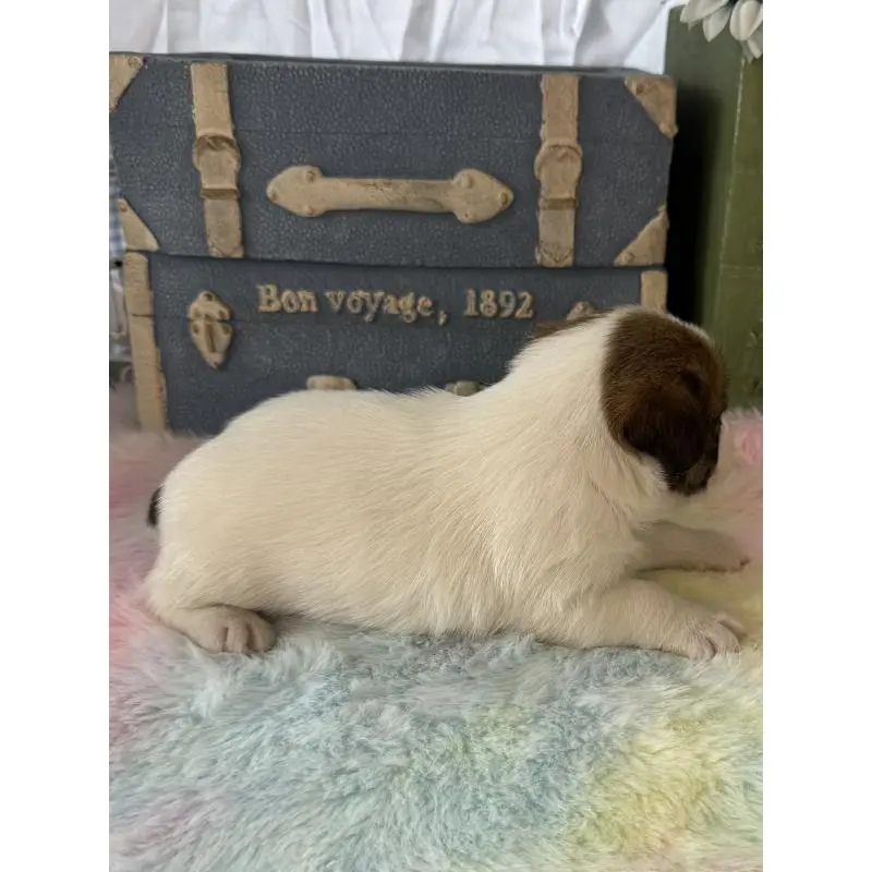 販売中の宮崎県のジャックラッセルテリア-456011の6枚目