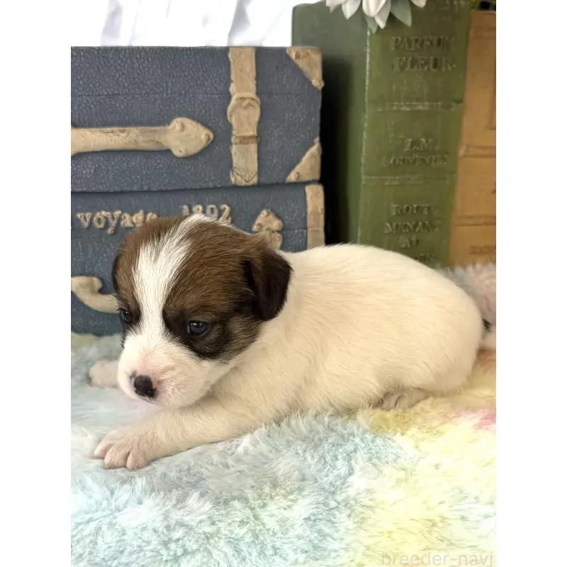 販売中の宮崎県のジャックラッセルテリア-456011の5枚目