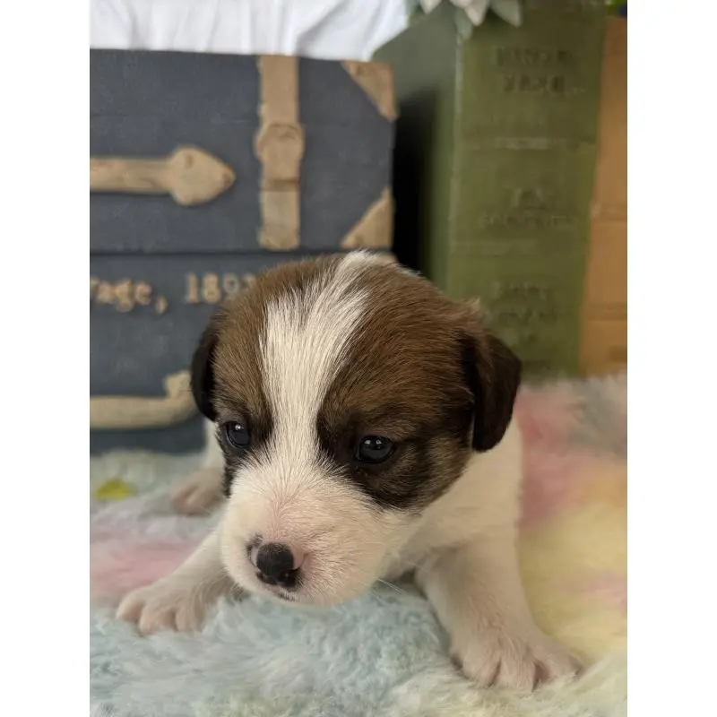 販売中の宮崎県のジャックラッセルテリア-456011の4枚目