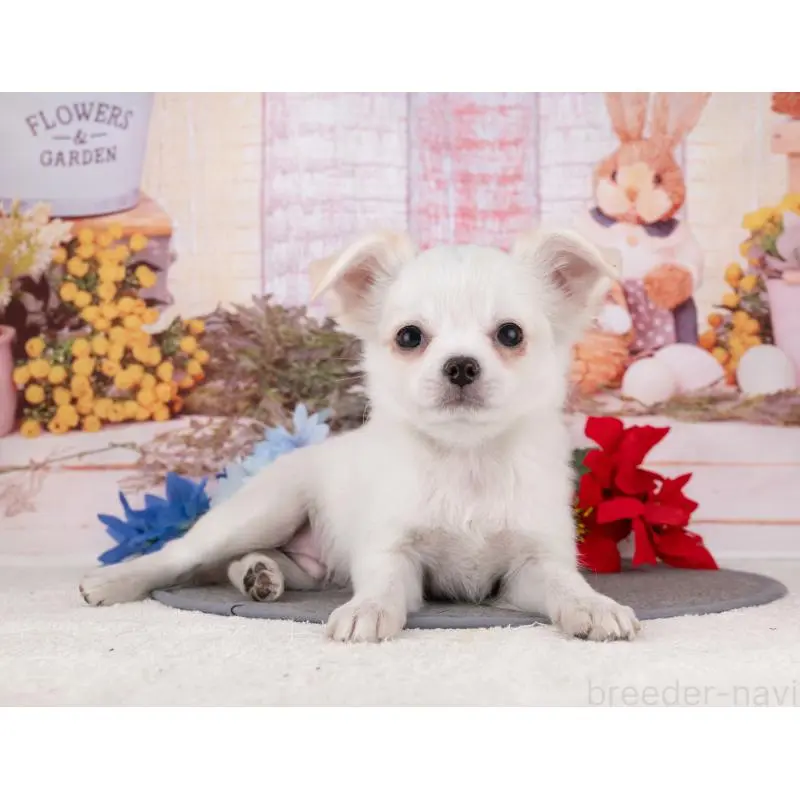 販売中の岐阜県のチワワ(ロングコート)-456013の7枚目