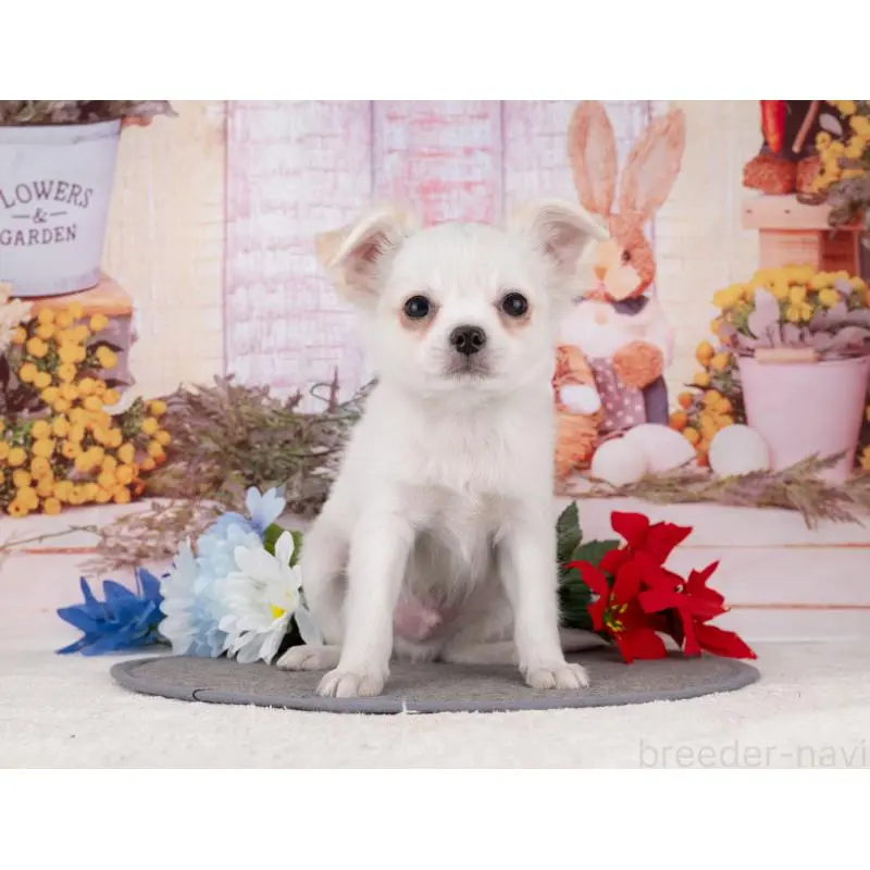 販売中の岐阜県のチワワ(ロングコート)-456013の5枚目