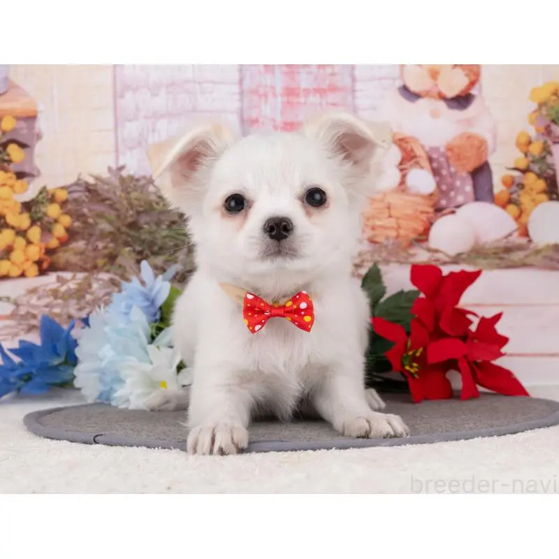 販売中の岐阜県のチワワ(ロングコート)-456013の4枚目