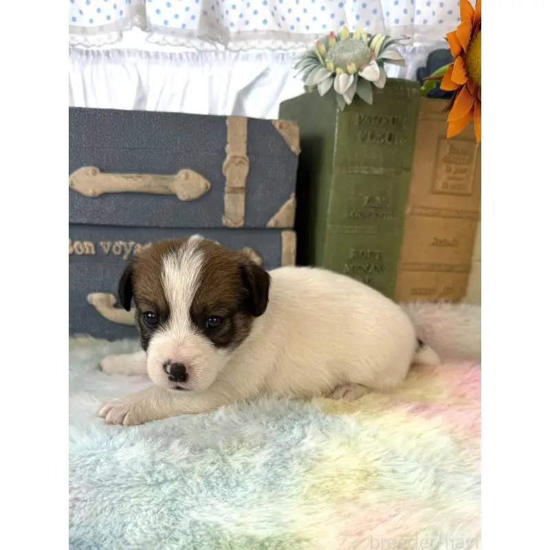 販売中の宮崎県のジャックラッセルテリア-456011の3枚目