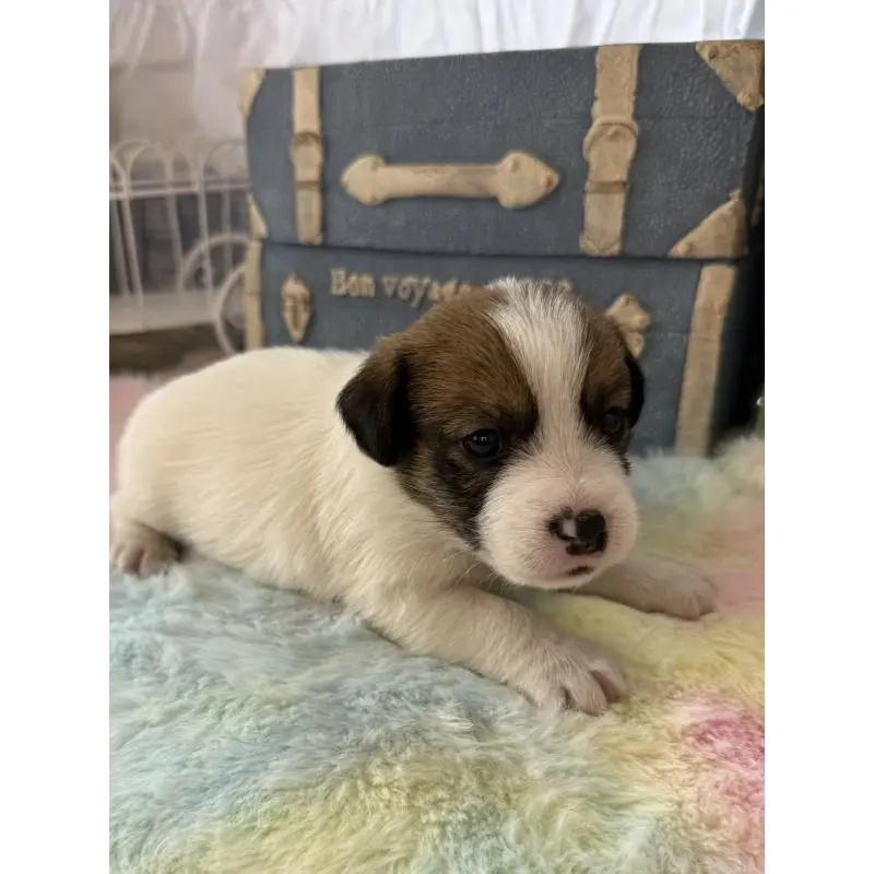 販売中の宮崎県のジャックラッセルテリア-456011の2枚目