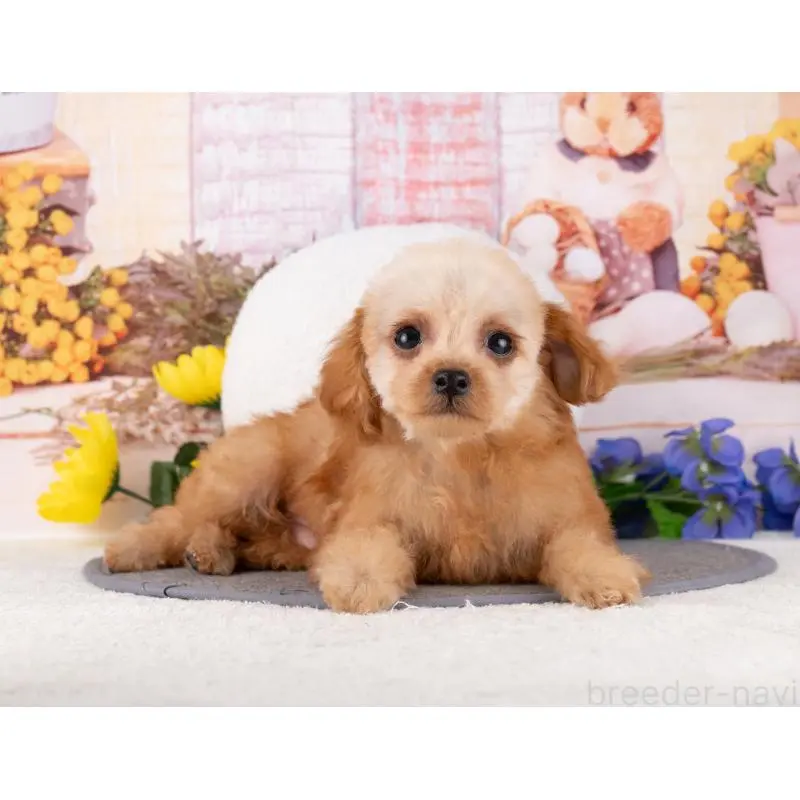 販売中の岐阜県のトイプードル-456012の7枚目