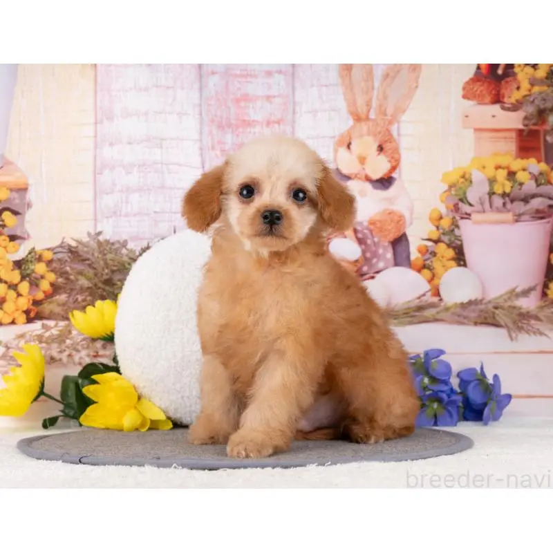 販売中の岐阜県のトイプードル-456012の6枚目