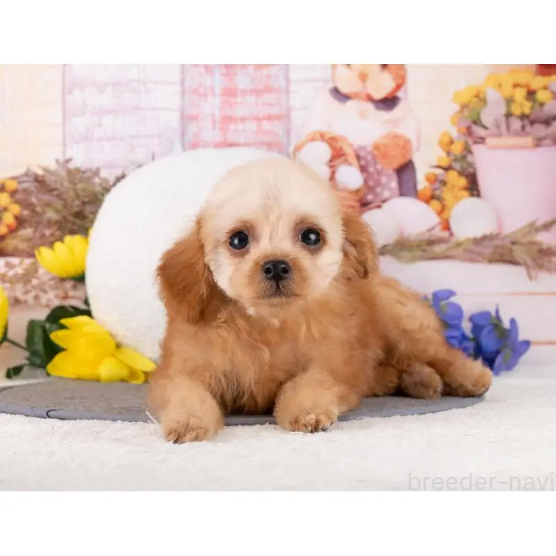 販売中の岐阜県のトイプードル-456012の5枚目