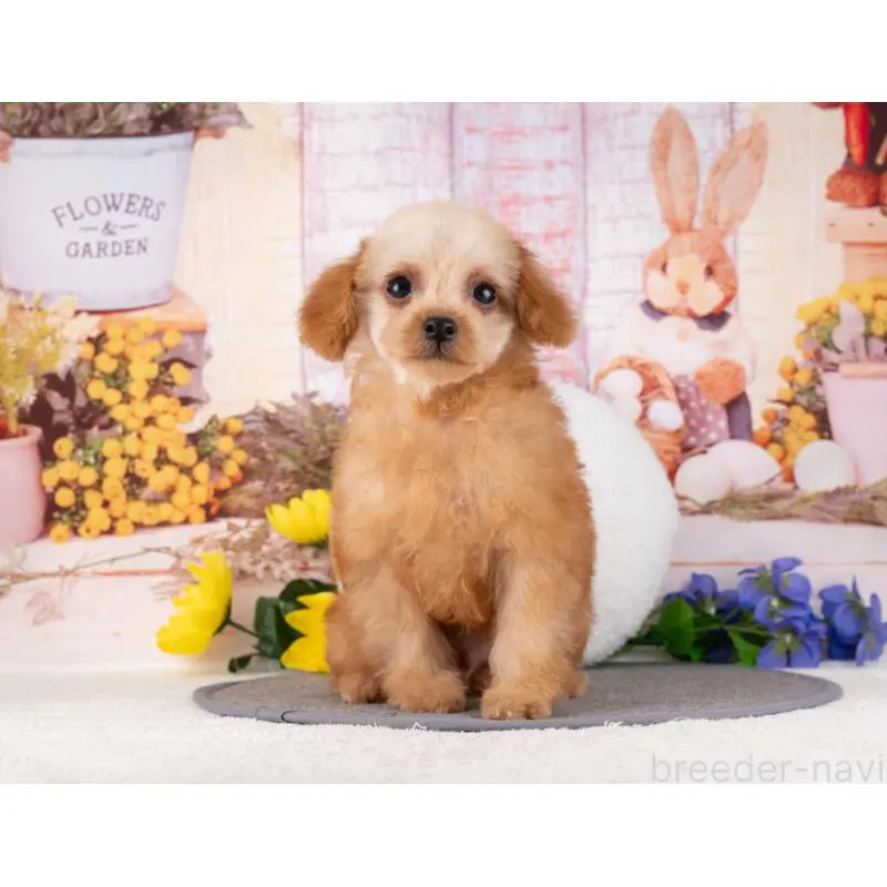 販売中の岐阜県のトイプードル-456012の4枚目