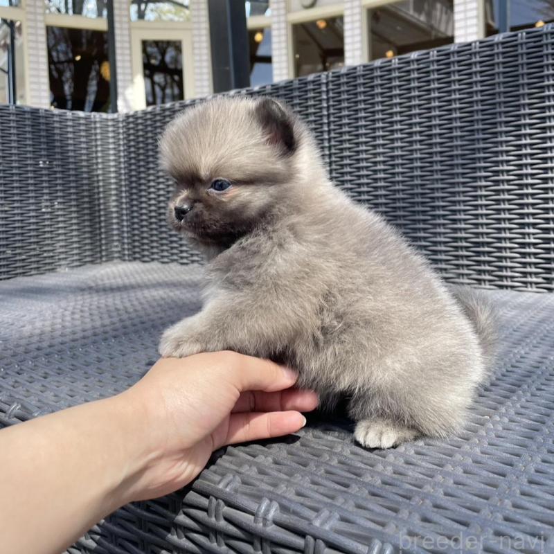 販売中の山梨県のミックス犬-456016の14枚目