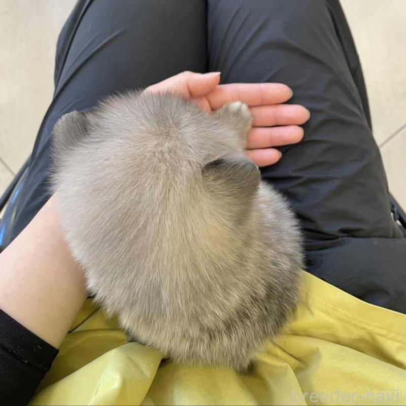 販売中の山梨県のミックス犬-456016の13枚目