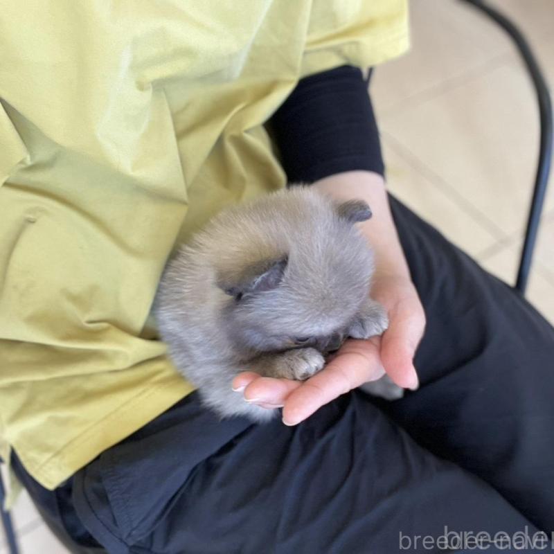 販売中の山梨県のミックス犬-456016の12枚目