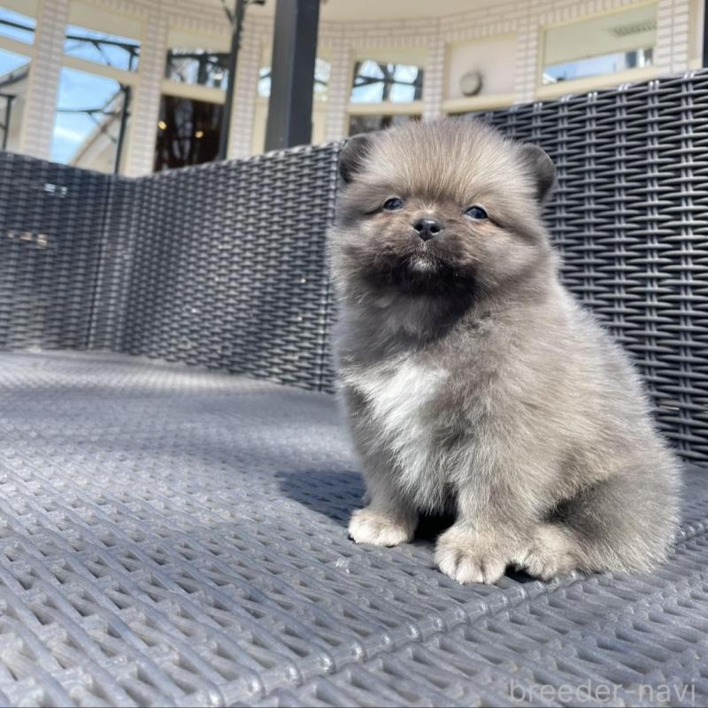 販売中の山梨県のミックス犬-456016の11枚目