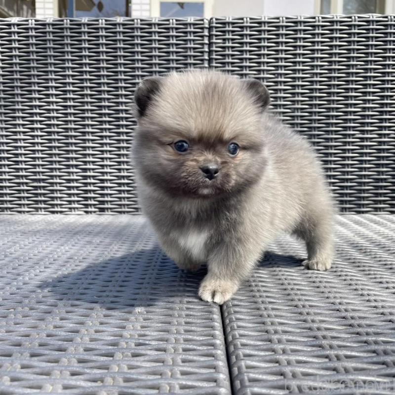 販売中の山梨県のミックス犬-456016の10枚目