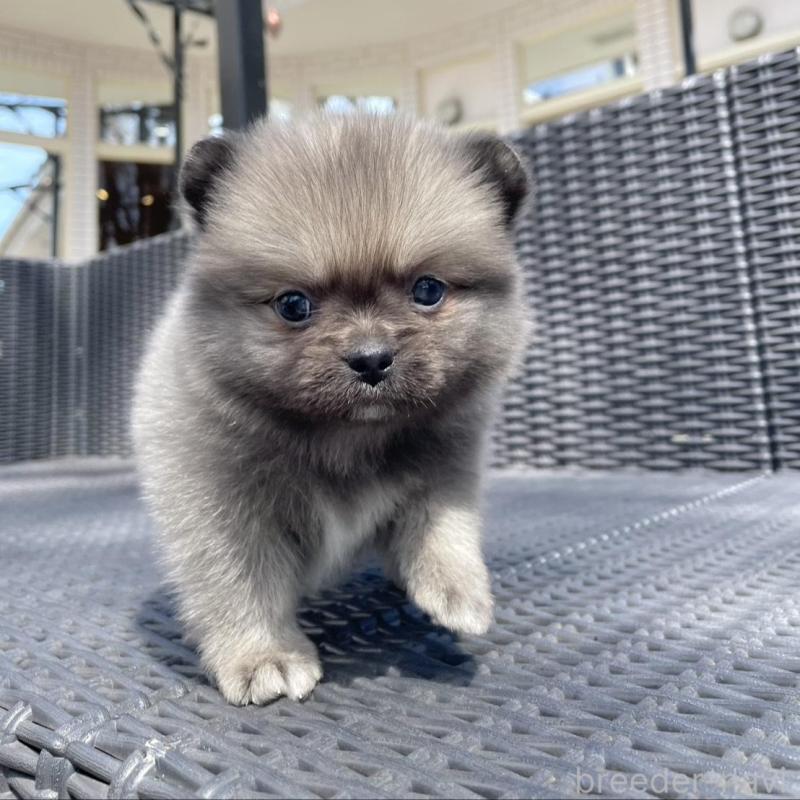 販売中の山梨県のミックス犬-456016の9枚目