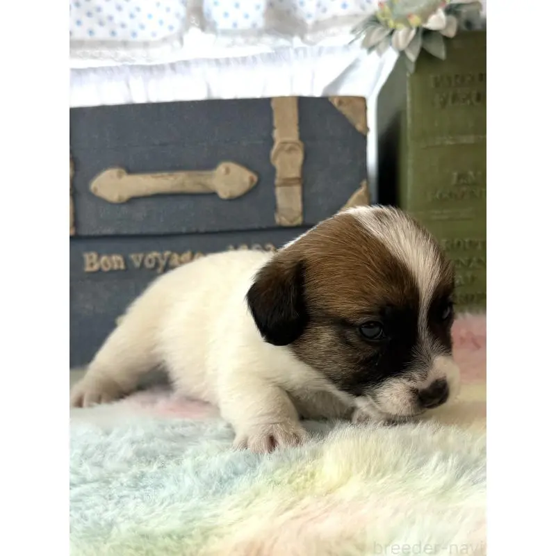 販売中の宮崎県のジャックラッセルテリア-456018の6枚目