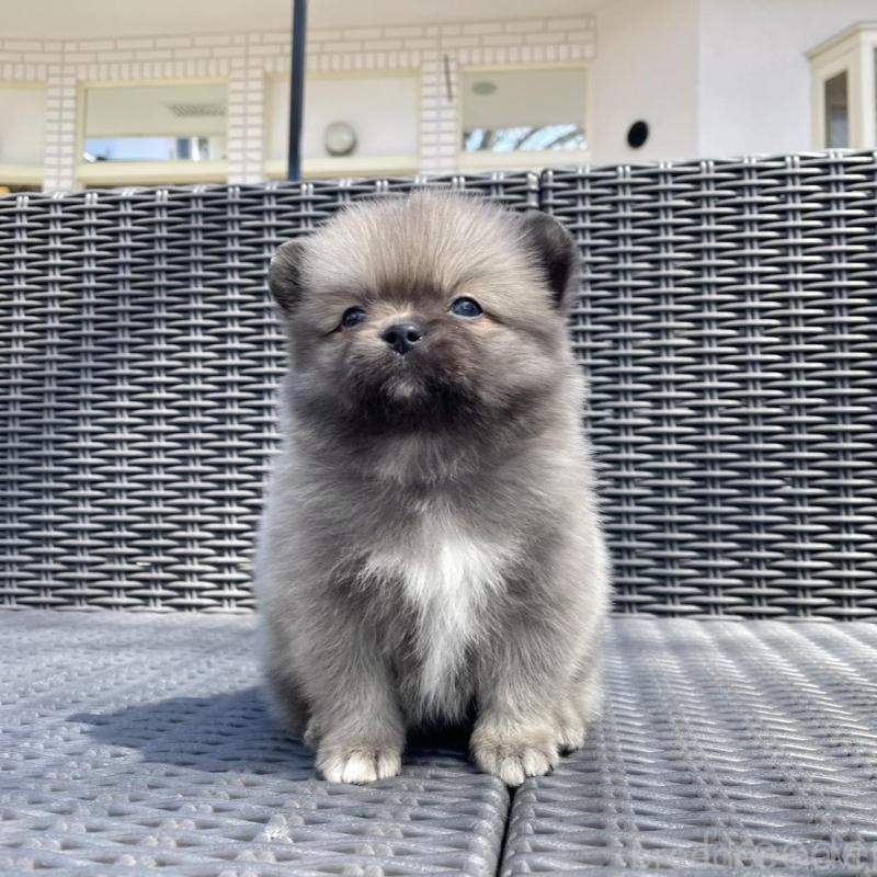 販売中の山梨県のミックス犬-456016の8枚目