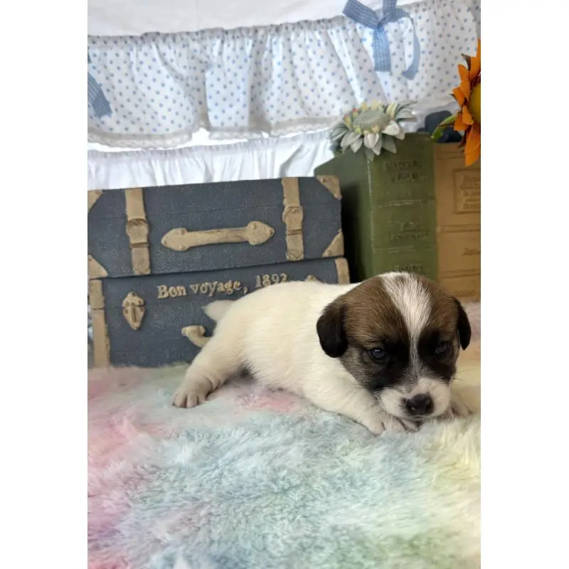 販売中の宮崎県のジャックラッセルテリア-456018の5枚目