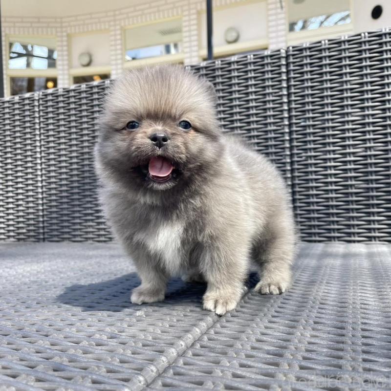 販売中の山梨県のミックス犬-456016の7枚目