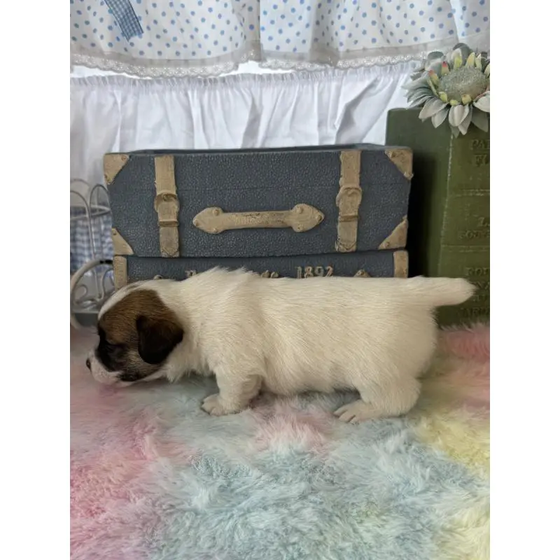 販売中の宮崎県のジャックラッセルテリア-456018の4枚目