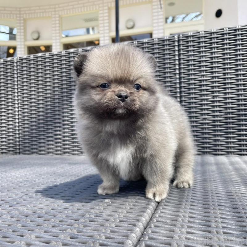 販売中の山梨県のミックス犬-456016の6枚目