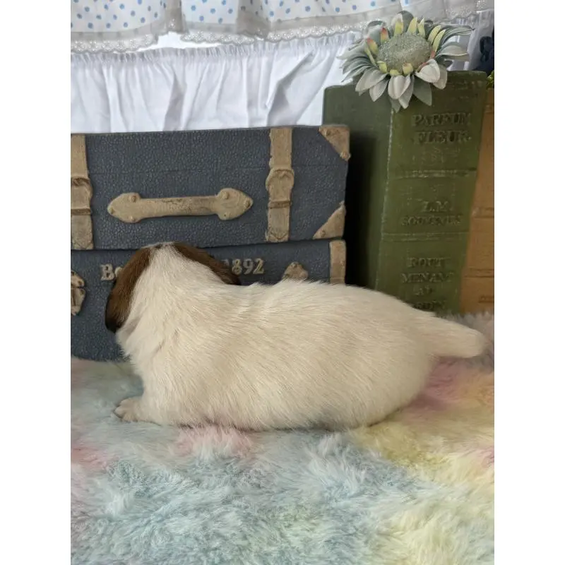 販売中の宮崎県のジャックラッセルテリア-456018の3枚目