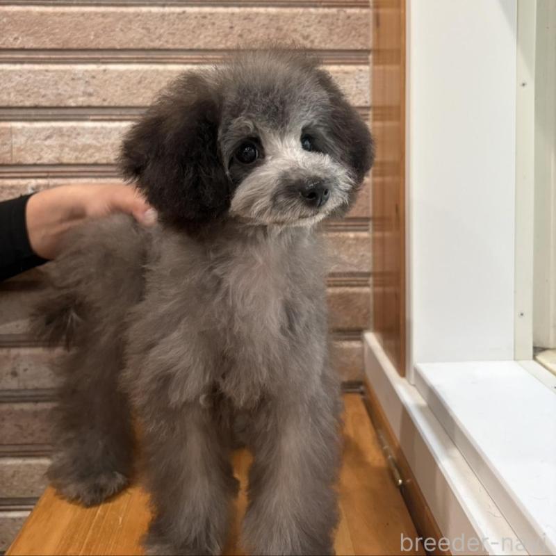 販売中の山形県のティーカッププードル-456017の11枚目