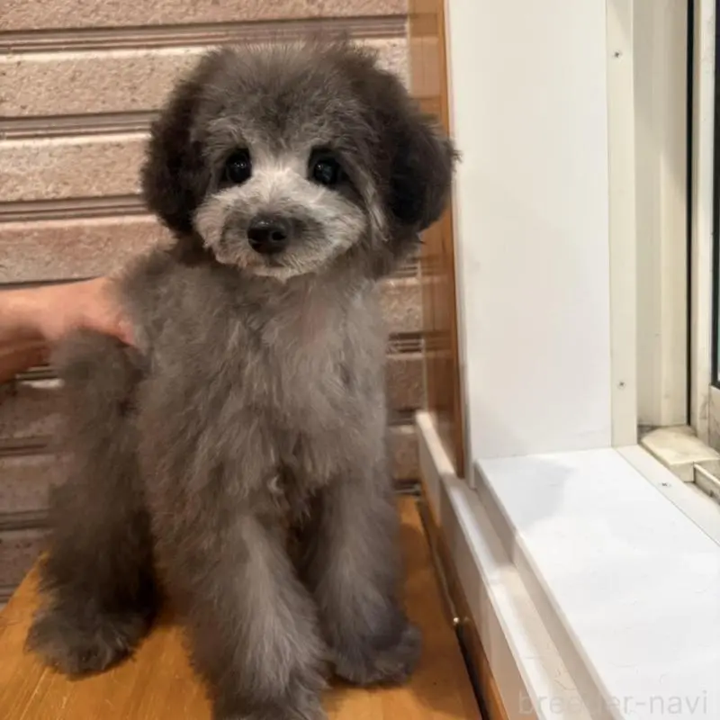 販売中の山形県のティーカッププードル-456017の10枚目