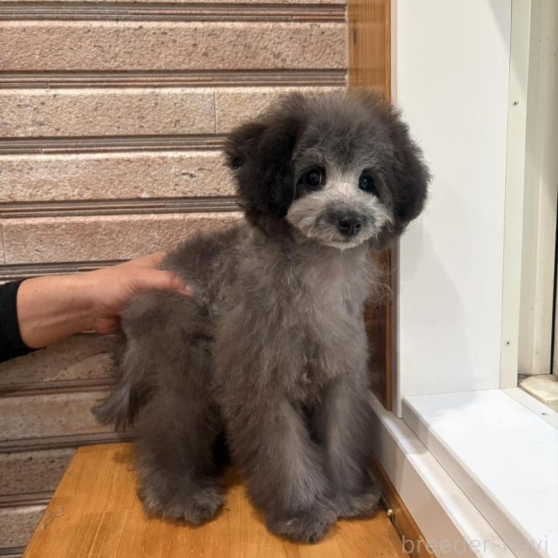 販売中の山形県のティーカッププードル-456017の9枚目