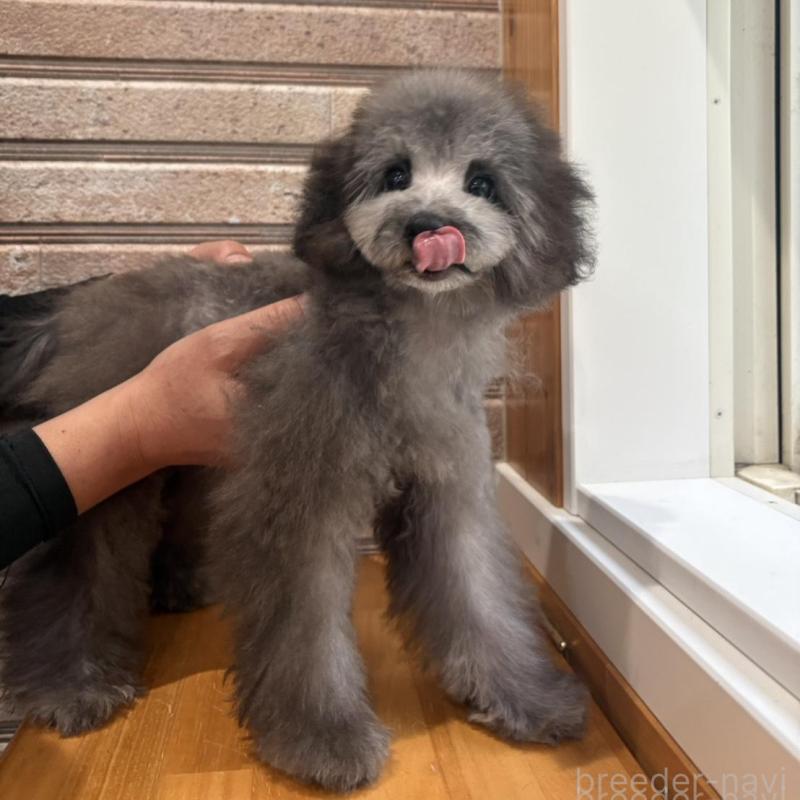 販売中の山形県のティーカッププードル-456017の7枚目