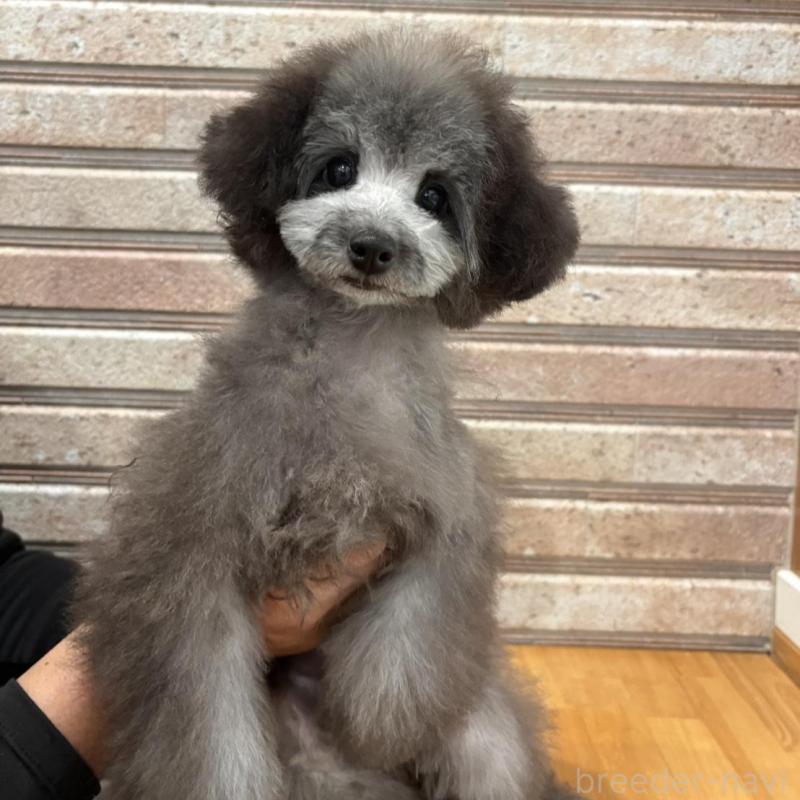 販売中の山形県のティーカッププードル-456017の6枚目